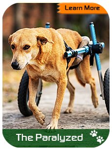 The Paralyzed Dogs