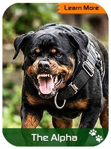 The Aggressive Dogs