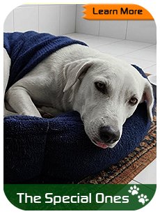 The Special Need Dogs