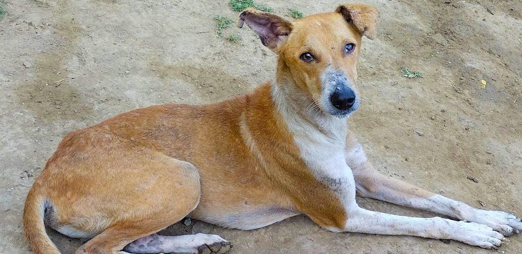 The huge impact on dogs in India