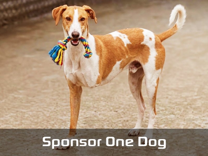 Adopt Virtually One Pet